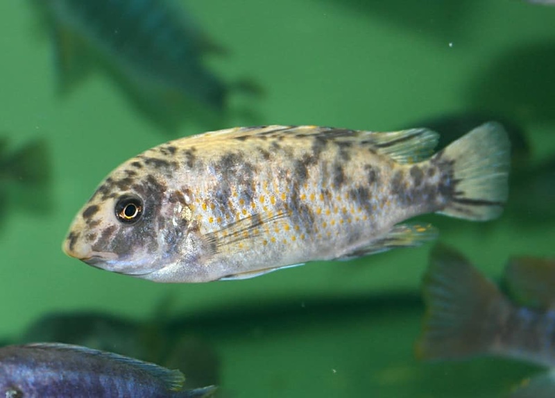 Labeotropheus fuelleborni 'Chidunga Rocks'